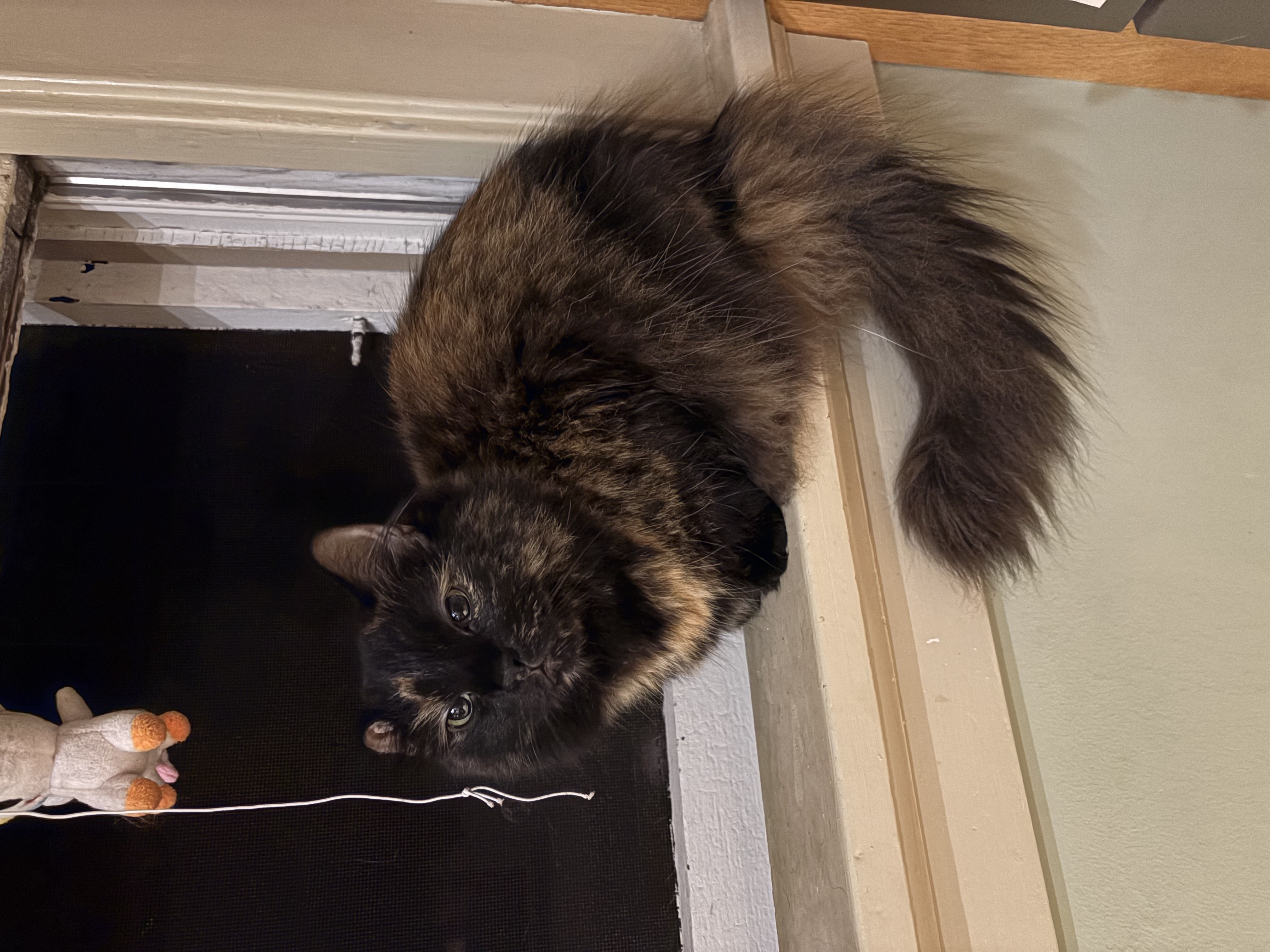 Photo of a tortie cat perched in an open window with a dark sky behind her