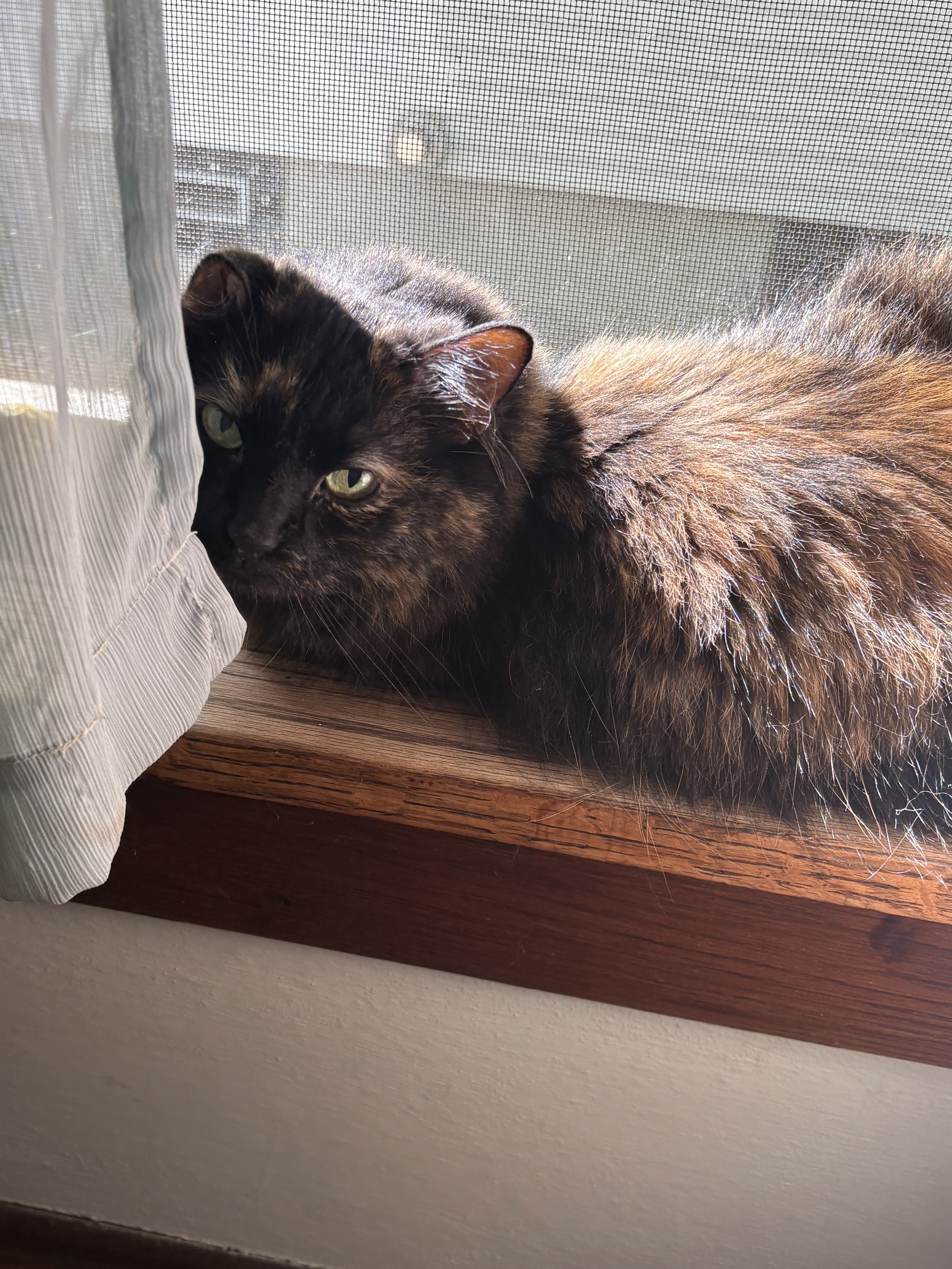 Photo of a tortie lying on a windowsill with a light blue translucent curtain covering part of her face, Phantom of the Opera style