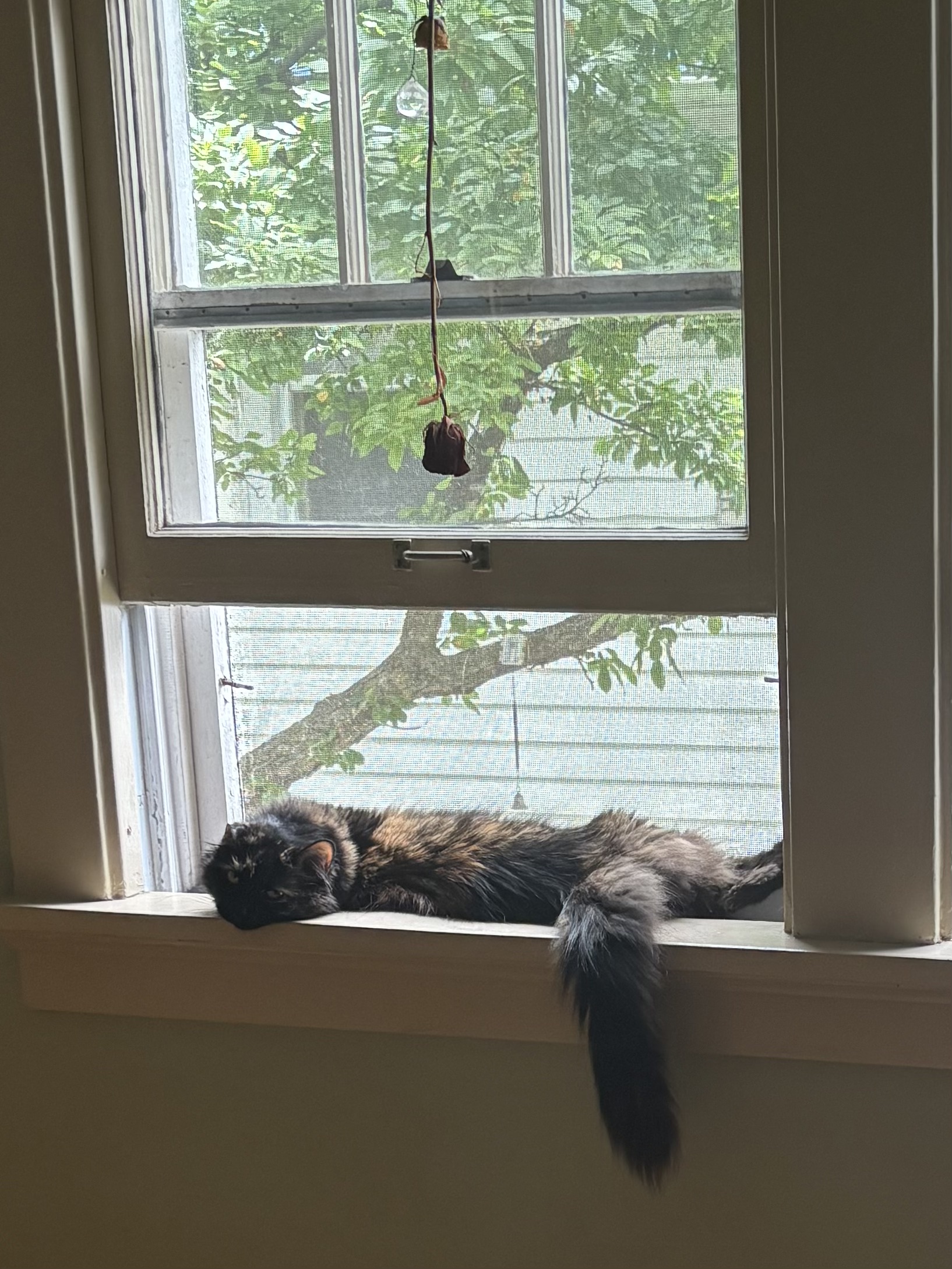 Photo of a tortie cat lying lazily in a window with her tail hanging down