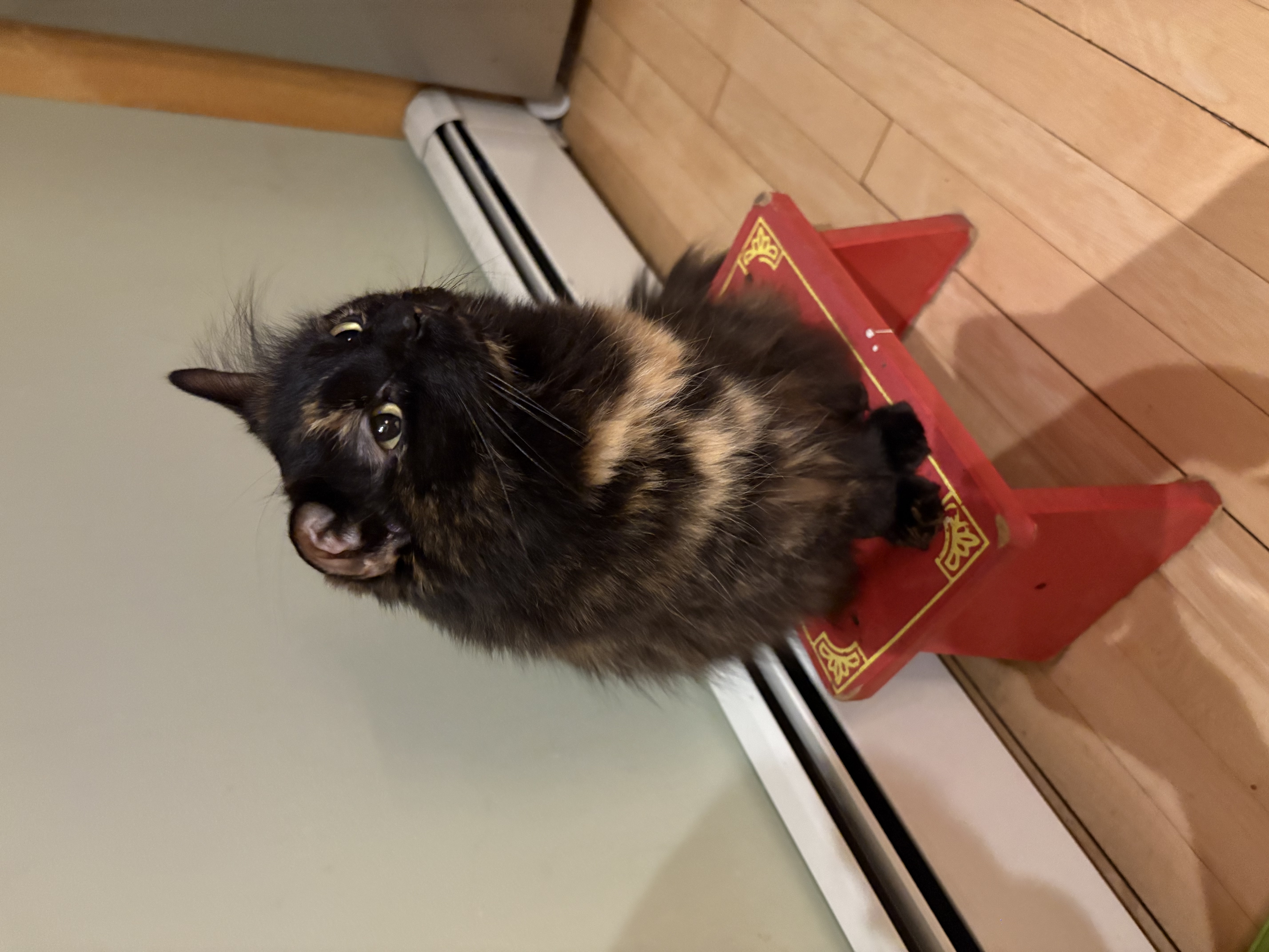 Photo of a tortie cat on a red stestool