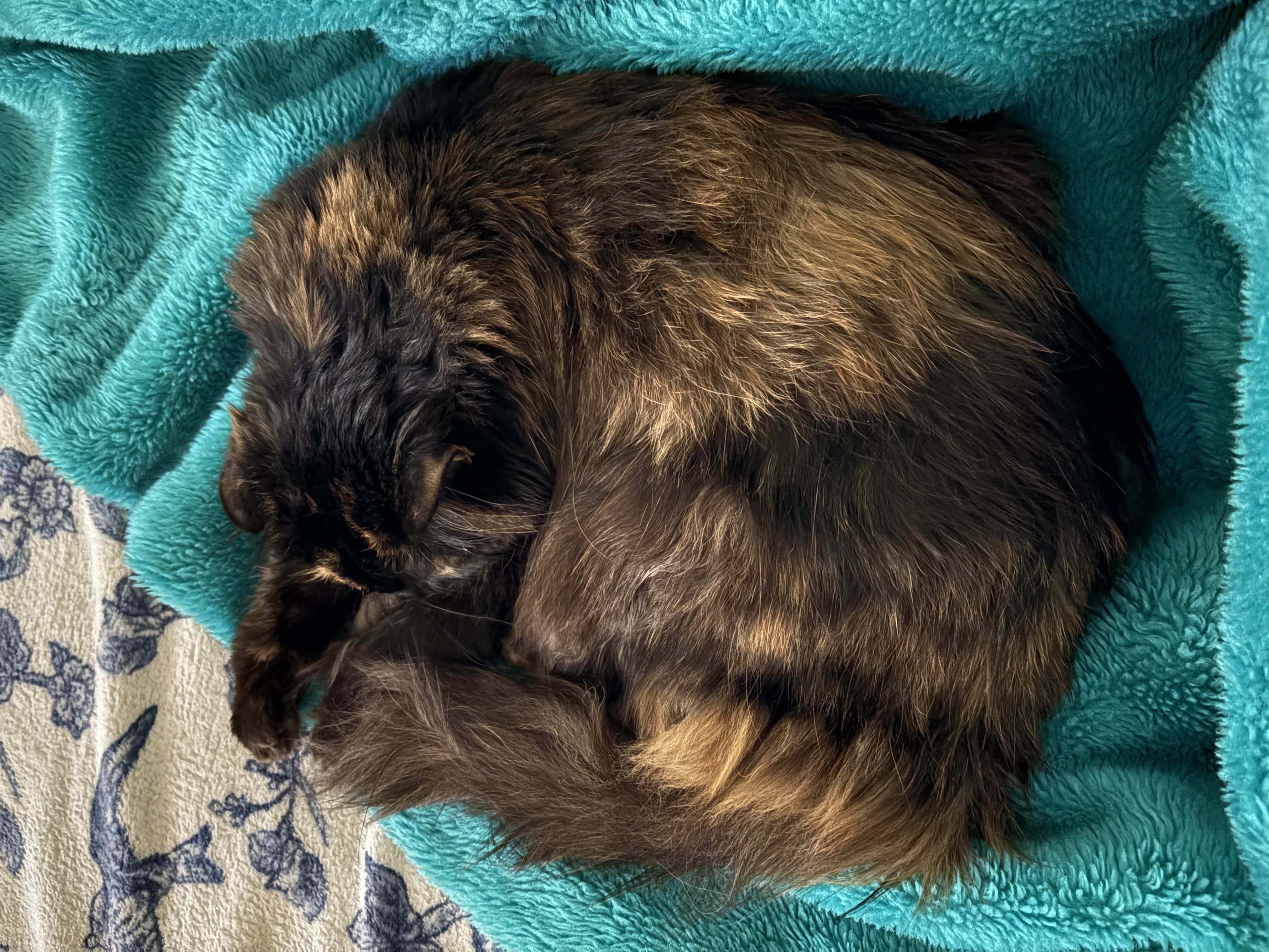 Photo of a tortie cat curled up like a shrimp on an aquamarine blanket