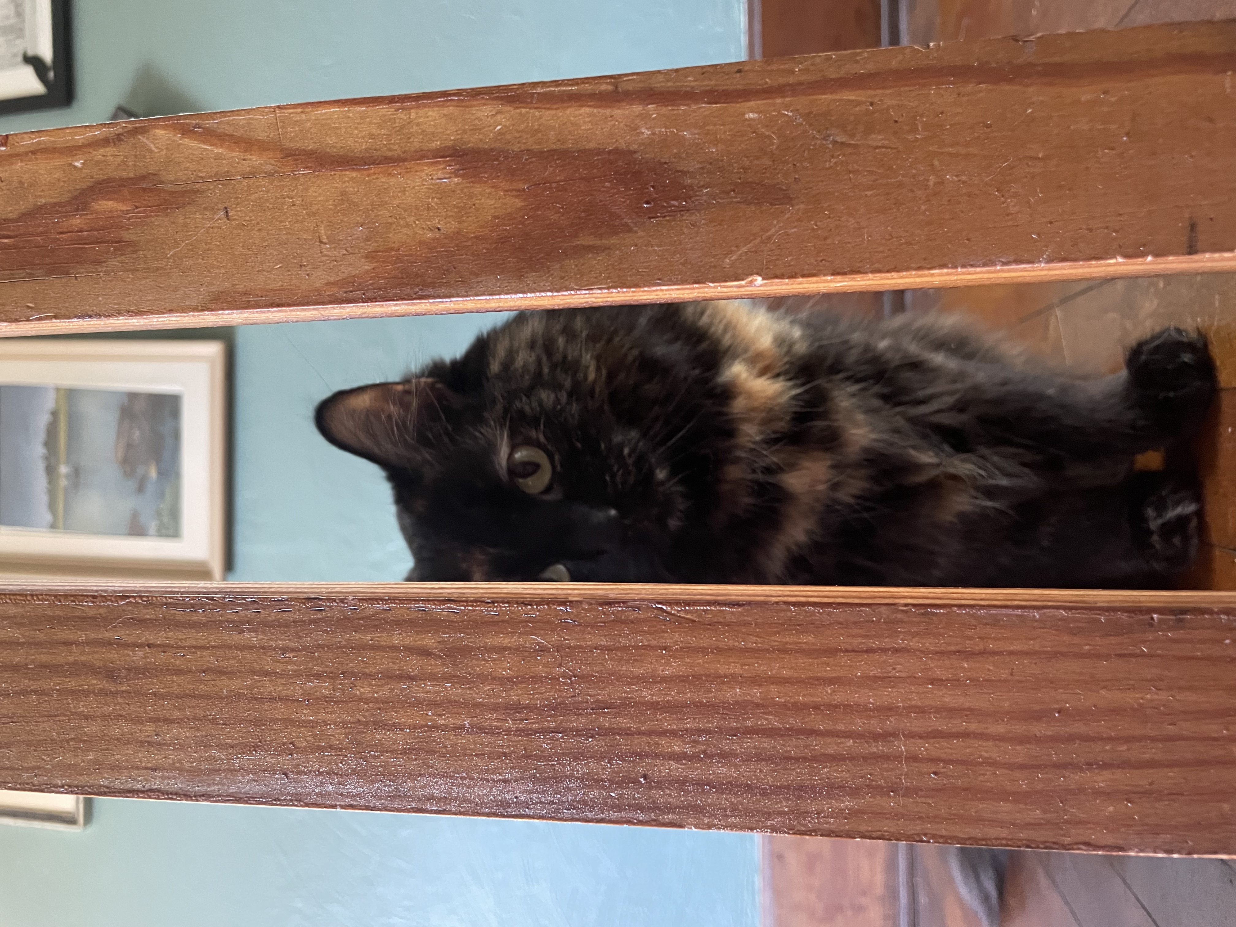 Photo of a tortie cat peeking through two wooden slats with a blue wall and art in the background