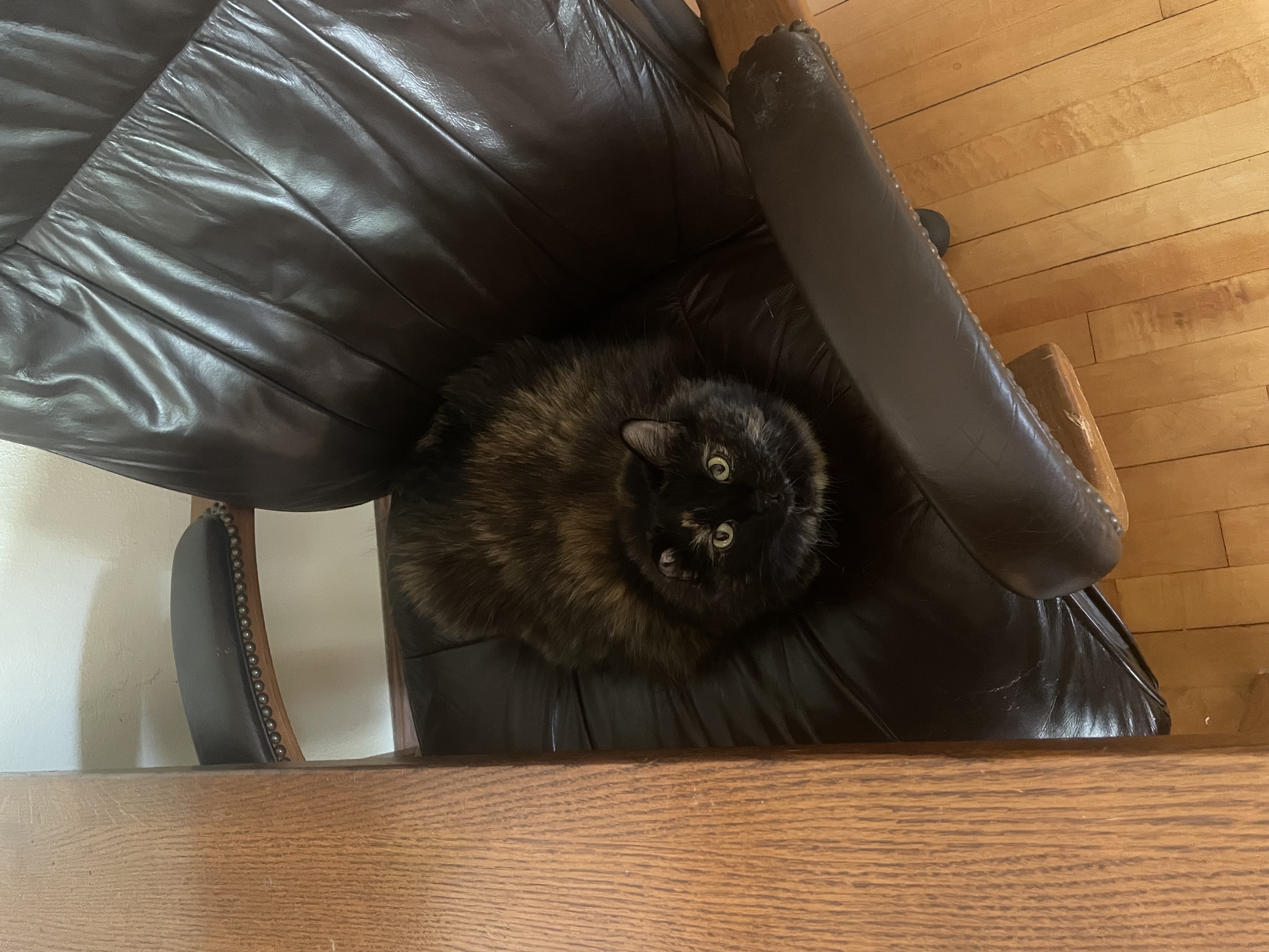 Photo of a tortie cat curled up in a chair with her owner flipping her off
